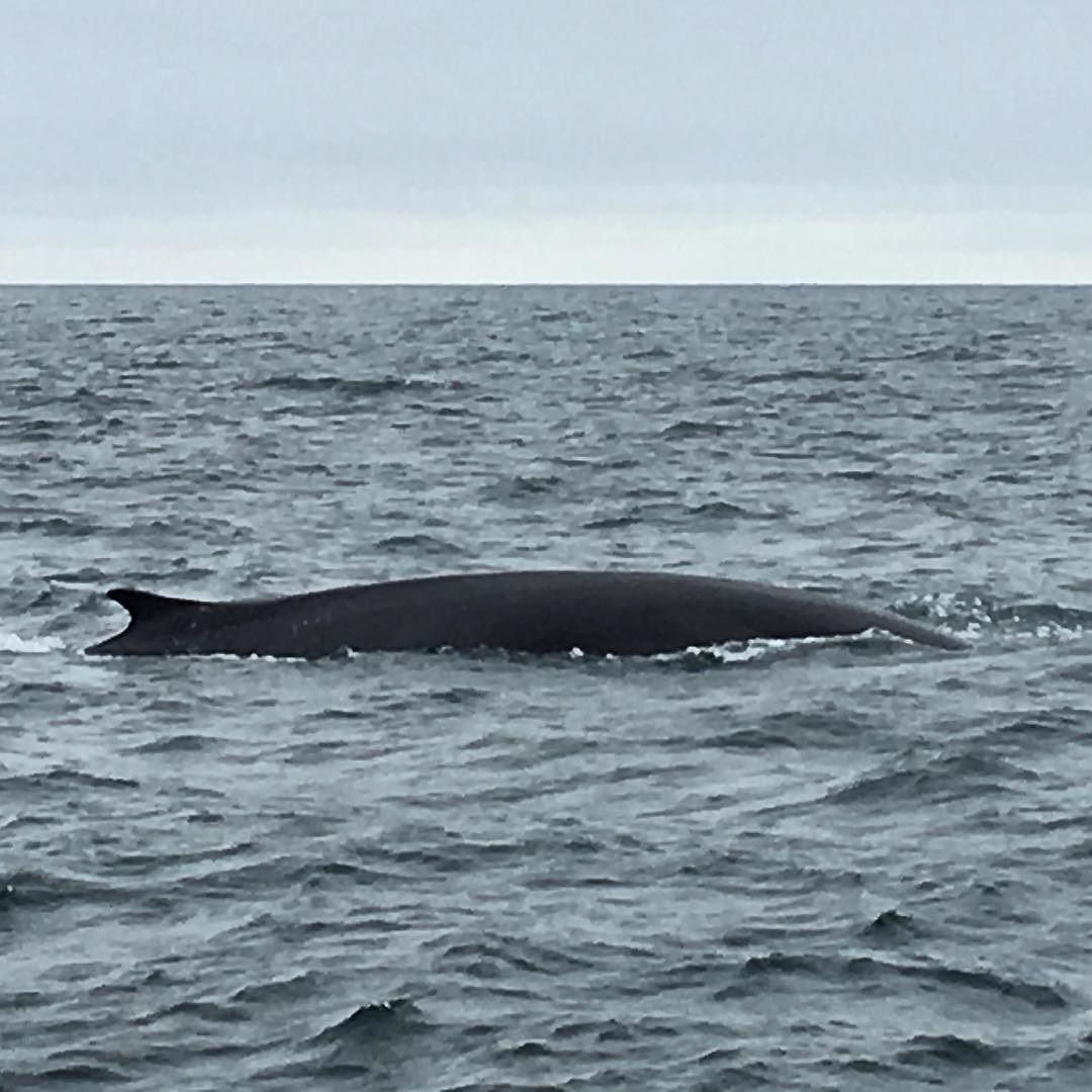 Fin whale in the Gulf of Maine, seen on a tour out of Boothbay Harbor 🐋🐳 #whale #maine